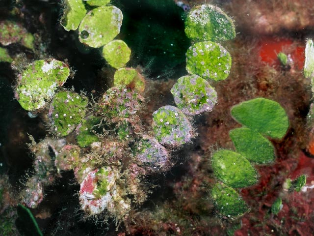 Marine Algae of the Mediterranean Sea and the Island of Elba Halimeda